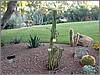CactusGarden at ScottsdalePriness